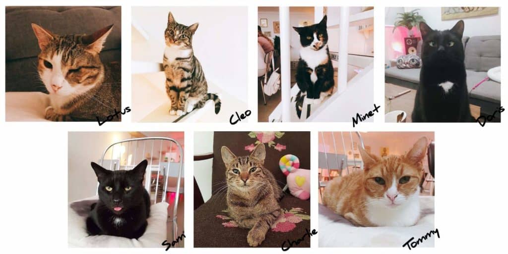 De-7-katten-van-kattencafé-poeslief-pdf